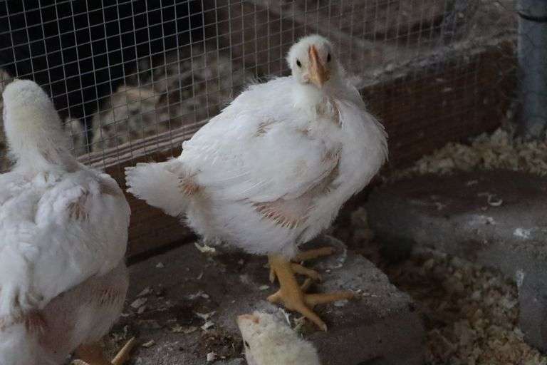 Maggie Linscott Chicken