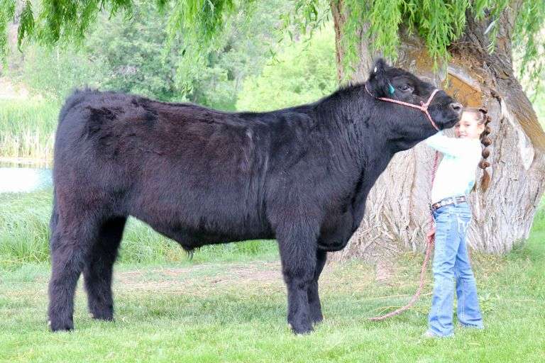 Paislee Luark Beef