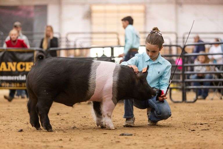 Avery Ewing Swine