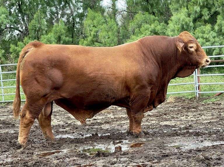 Semen Package: LMC BBS Rambler 5D/39