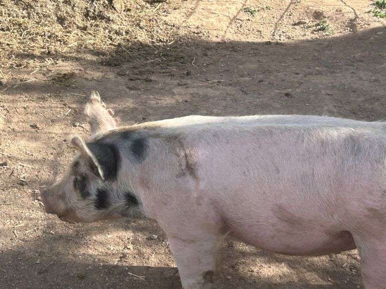 Maci Marquez swine