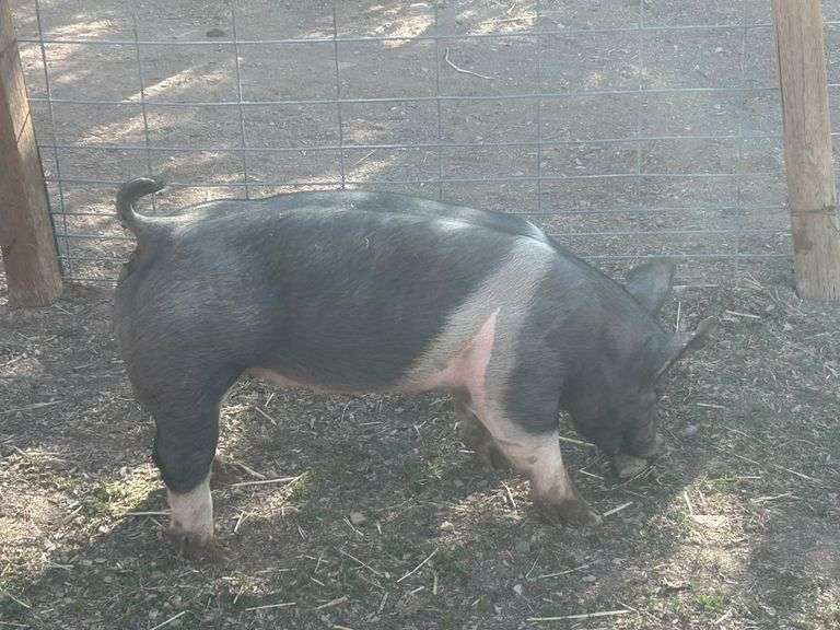 Dominik Marquez Swine