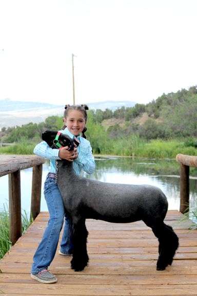 Paislee Luark Sheep