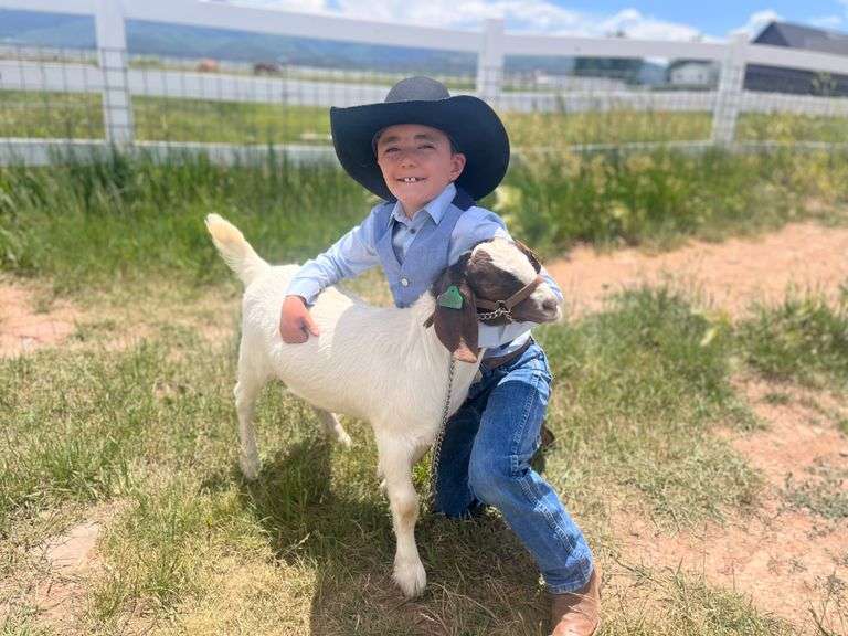 Duke  Bartlett Goat
