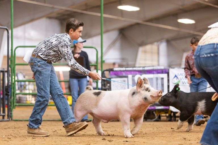 Tucker Ewing Swine