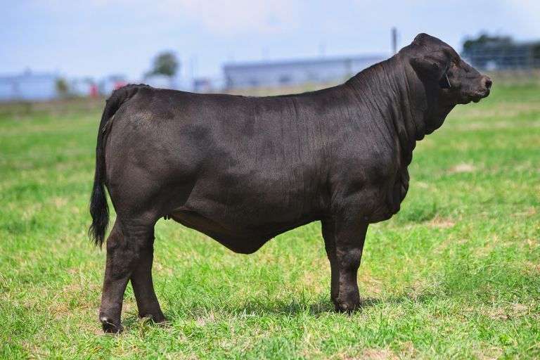 Embryo Package: W/C Loaded Up 1119Y x HMO Chicota C3