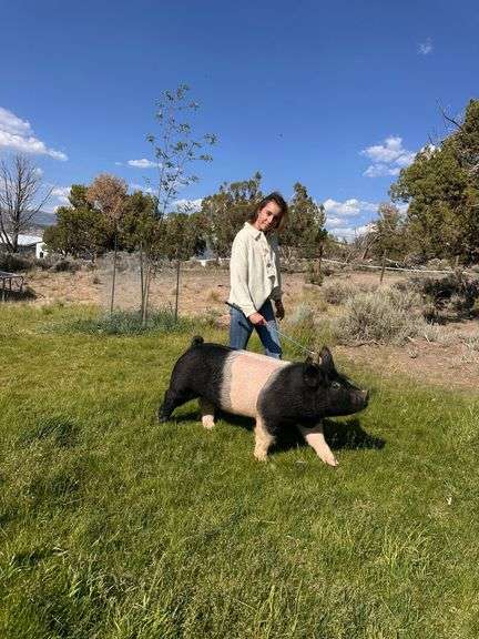 Ivana Ulicny Swine