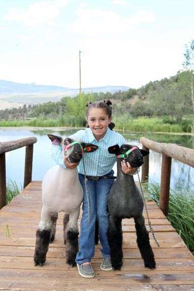 Paislee Luark Sheep