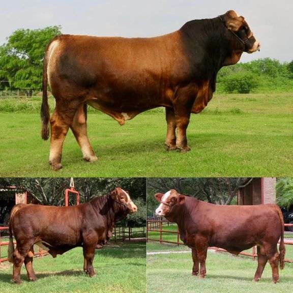 Semen Package: (2) Straws BETM LMC Rafa 5B/1, (2) Straws RGV LMC Mr. Worldwide H075, (2) Straws LMC 