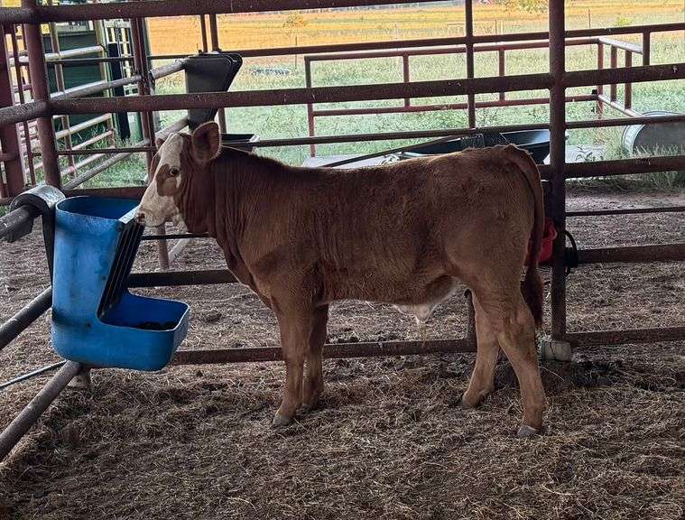 Semen Package: RGV/LMC The Specialist J975