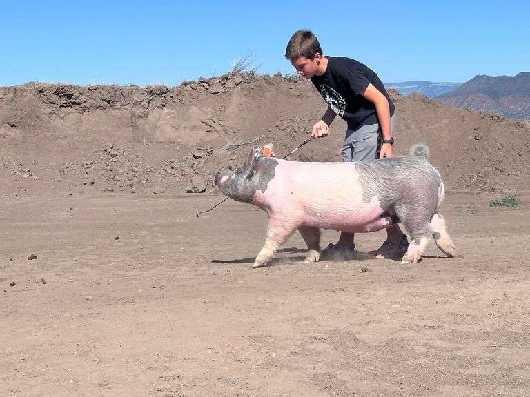 Tucker Ewing Swine