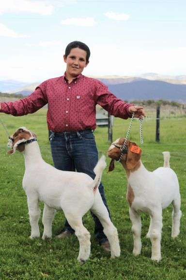 Tate Luark Goat