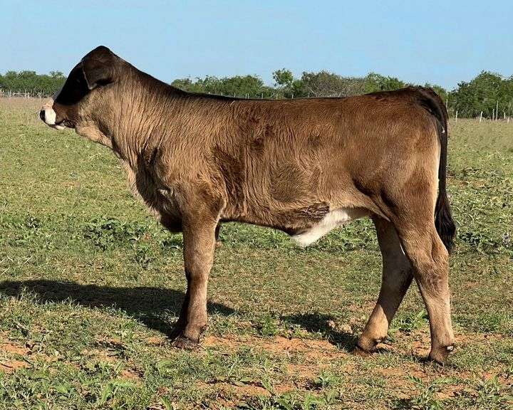 Semen Package: RGV/LMC The Specialist J975