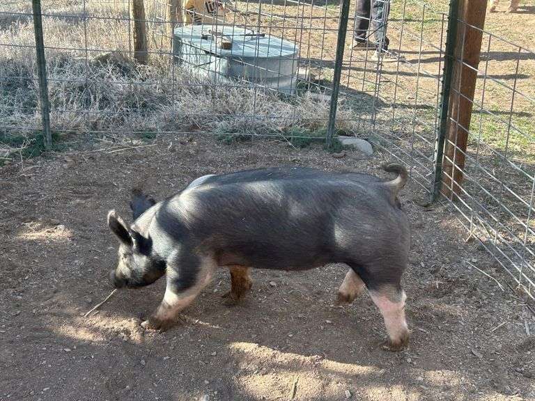 Dominik Marquez Swine
