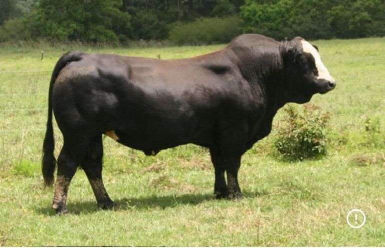 Semen Package: SSS Hallelujah