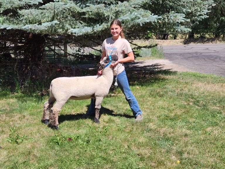 Elizabeth Bush Sheep