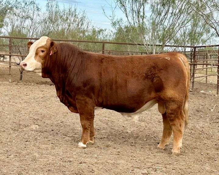 Embryo Package: W/C Loaded Up 1119Y x HMO Chicota C3