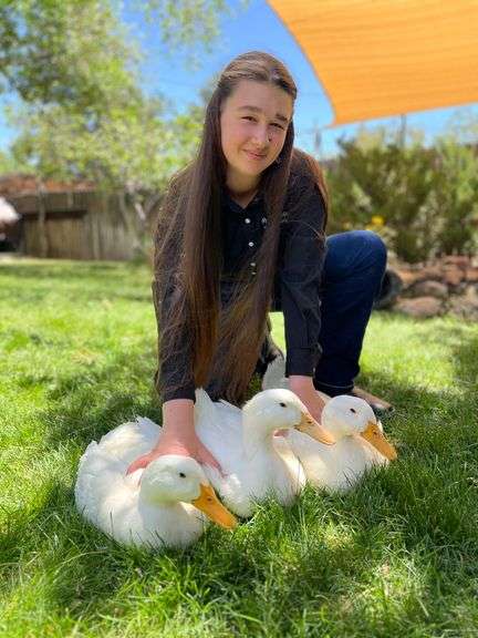 Alexandra (Alix) Maule Duck- Pen of 3