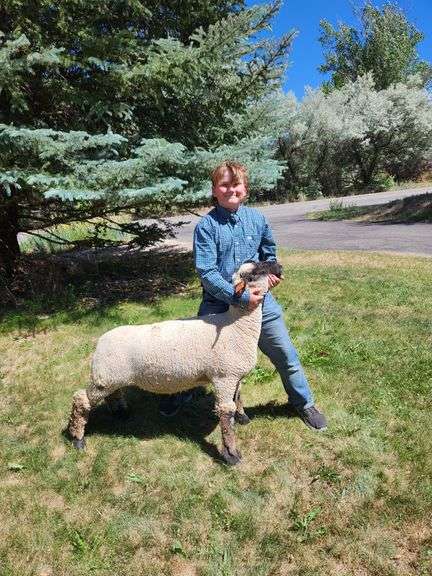 Matthew Bush Sheep