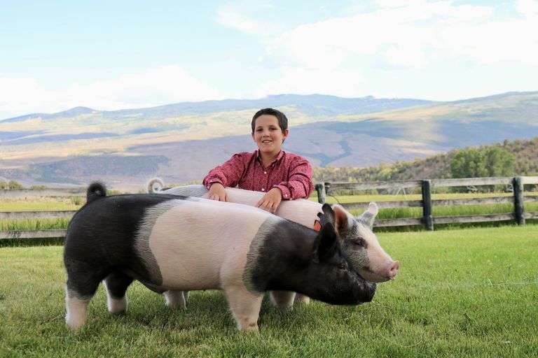 Tate Luark Swine