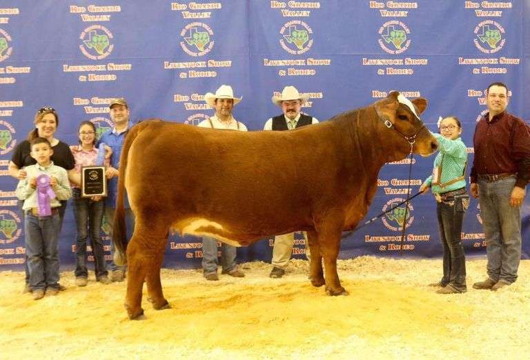 Embryo Package: TK/FCC Hard Body x LMC RGV CTCF Blossom