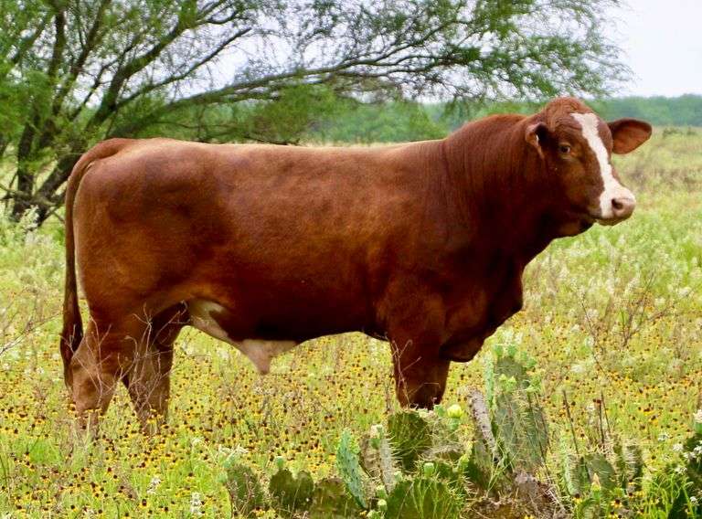 Semen Package: RGV/LMC The Specialist J975