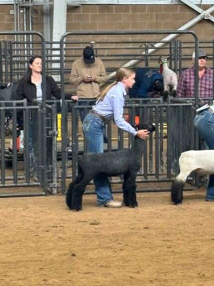 Ali Palmiter Sheep