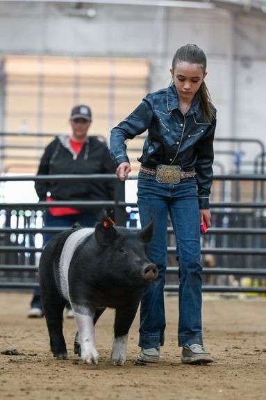Avery Ewing Swine