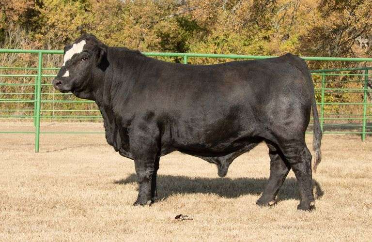 Semen Package: RGV DRC Paying the Bills