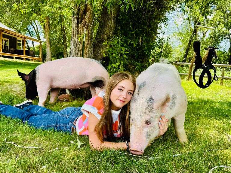 Sawyer Shaw Swine
