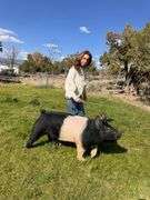 Ivana Ulicny Swine