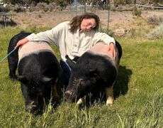 Ivana Ulicny Swine