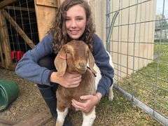 Dagny Bartlett Goat