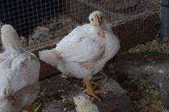 Maggie Linscott Chicken