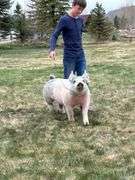 Tucker Ewing Swine