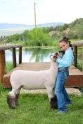 Paislee Luark Sheep