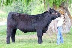 Paislee Luark Beef