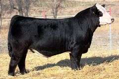 Embryo Package: W/C Loaded Up 1119Y x HMO Chicota C3