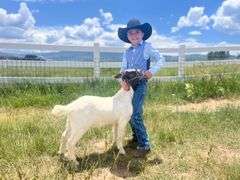 Duke  Bartlett Goat