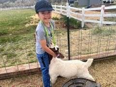 Duke  Bartlett Goat