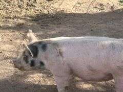 Maci Marquez swine