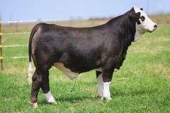 Embryo Package: W/C Loaded Up 1119Y x HMO Chicota C3