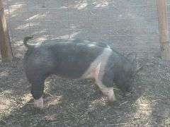 Dominik Marquez Swine