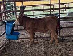 Semen Package: RGV/LMC The Specialist J975