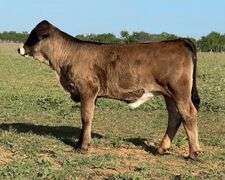 Semen Package: RGV/LMC The Specialist J975