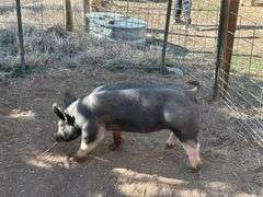 Dominik Marquez Swine