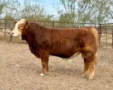 Embryo Package: W/C Loaded Up 1119Y x HMO Chicota C3