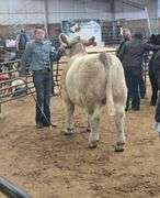 Colby Ahring Beef