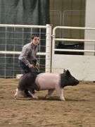 Tate Luark Swine