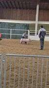 Tate Luark Swine
